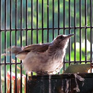 Flight Connection - Moluccan Friarbird