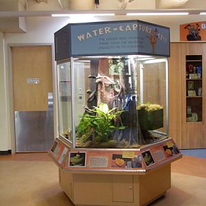 Conservation Learning Center - Green Tree Python Exhibit