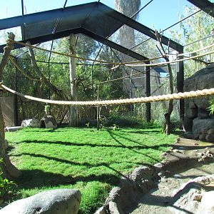 Black-and-white Ruffed Lemur Exhibit