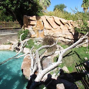 Spotted-necked Otter Exhibit