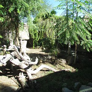 Sun Bear Exhibit