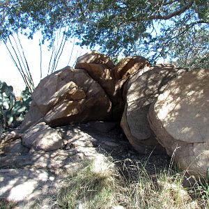 Entrance Lizard Exhibit