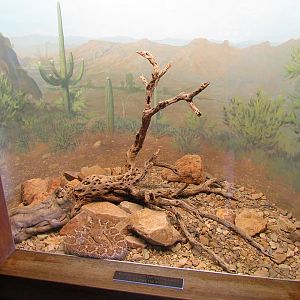 Reptile, Amphibian and Arthropod Hall - Western Diamondback Rattlesnake
