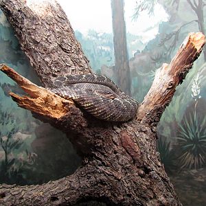 Reptile, Amphibian and Arthropod Hall - Arizona Black Rattlesnake