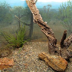 Reptile, Amphibian and Arthropod Hall - Mojave Rattlesnake