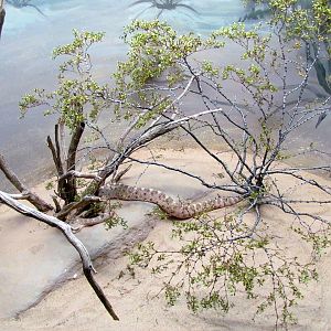 Reptile, Amphibian and Arthropod Hall - Sidewinder