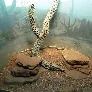 Reptile, Amphibian and Arthropod Hall - Desert Rosy Boa
