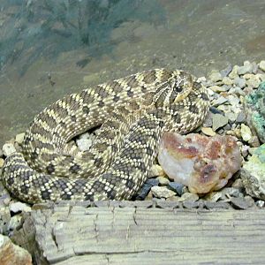 Reptile, Amphibian and Arthropod Hall - Western Hognose Snake