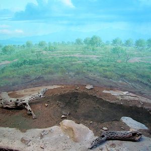 Reptile, Amphibian and Arthropod Hall - Sonoran Desert Toad and Great Plain