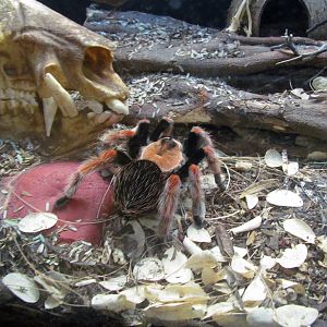 Reptile, Amphibian and Arthropod Hall - Mexican Fireleg Tarantula