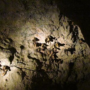 Earth Science Center - California Leaf-nosed Bat Sculptures