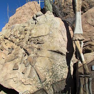 Ancient Arizona - Sonorasaurus fossil replicas