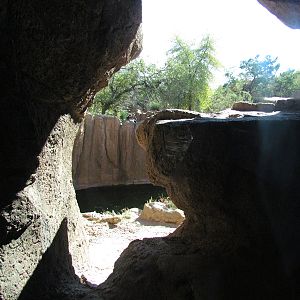 Mountain Woodlands - Puma Exhibit