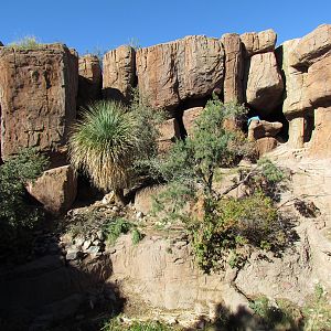 Mountain Woodlands - Puma Exhibit