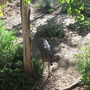 Mountain Woodland - Coue's White-tailed Deer