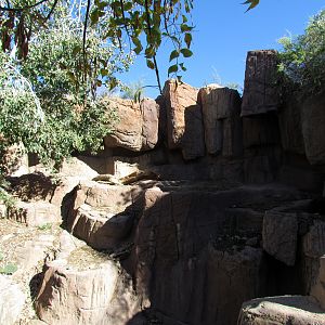 Mountain Woodland - American Black Bear Exhibit