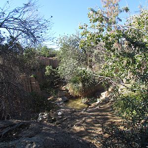 Mountain Woodland - Coue's White-tailed Deer and Merriam's Turkey Exhibit