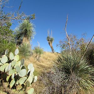 Desert Grasslands