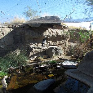 Desert Grasslands - Great Blue Heron Exhibit