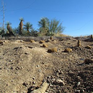 Desert Grasslands - Black-tailed Prairie-dog Exhibit