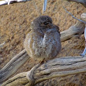 Life on the Rocks - Elf Owl