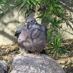 Life on the Rocks - Band-tailed Pigeon