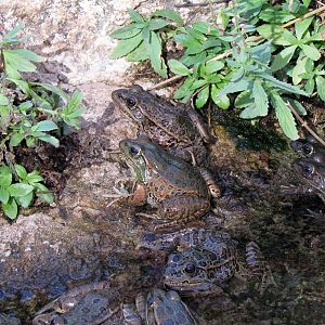 Life on the Rocks - Lowland Leopard Frog