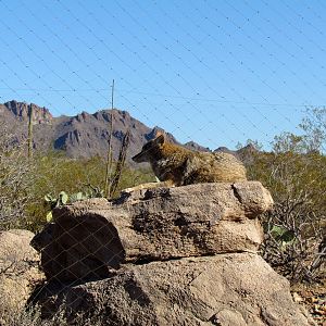 Desert Loop Trail - Coyote