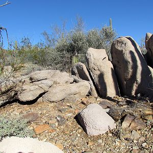 Desert Loop Trail - Chuckwalla and Eastern Collared Lizard Exhibit