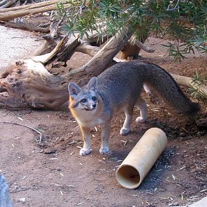 Cat Canyon - Gray Fox