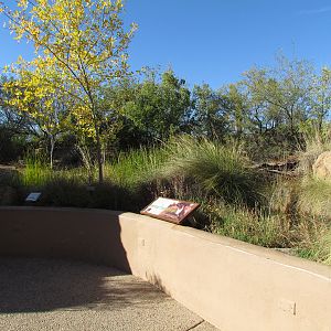 Riparian Corridor - White-nosed Coati Exhibit