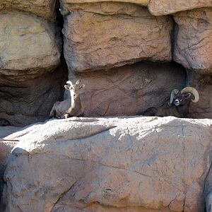 Riparian Corridor - Desert Bighorn Sheep