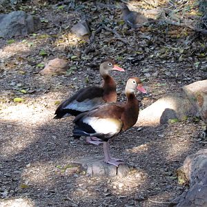 Walk-in Aviary - Black-bellied Whistling-duck