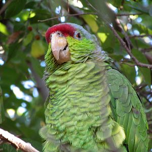 Walk-in Aviary - Lilac-crowned Parrot