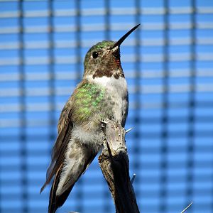Hummingbird Aviary - Broad-tailed Hummingbird