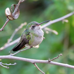 Hummingbird Aviary - Broad-billed Hummingbird