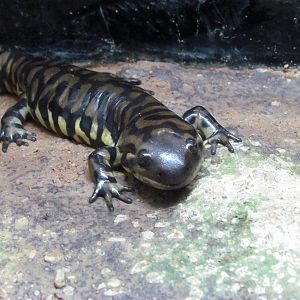 Reptile, Amphibian and Arthropod Hall - Tiger Salamander