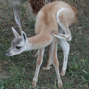 Guanaco cria - learning to scratch