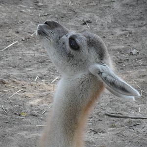 Guanaco cria