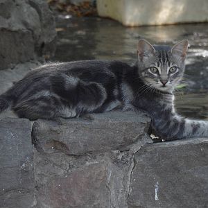 Stray cat at waterfowl exhibit