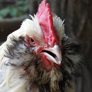 Cochin bantam chicken