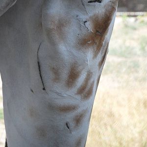 Healed scratches on back leg of giraffe