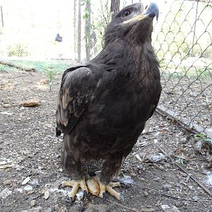 Tawny eagle with a piece of bread