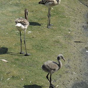 Greater flamingo juveniles and chick 2012