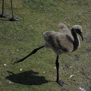 Greater flamingo chick 2012