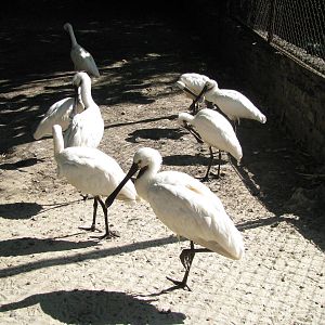 Common spoonbills