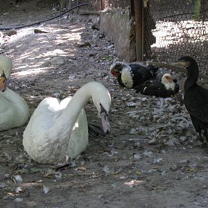 Mute swans, muscovy ducks & greater cormorant