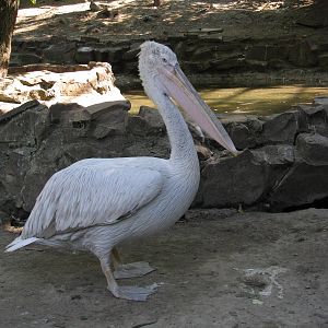Dalmatian pelican