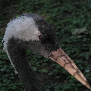 Common crane blinking
