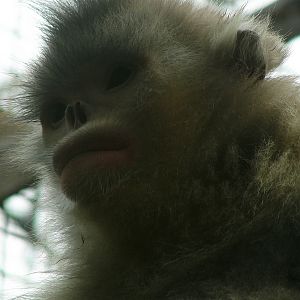 Black snub-nosed monkey / Rhinopithecus bieti (female)